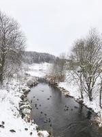 Winter. Ducks in snow on the river. Wintering of birds. photo