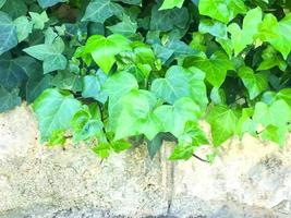 Branches of plants with green leaves on background of wall photo