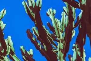 naturaleza de fondo. cactus cereus peruvianus. fondo de cielo azul foto
