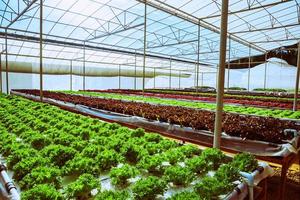 Organic vegetable salad growing house. organic vegetable