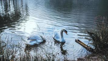 The swans couple lover eating food at the Pang Ung Mae hong son , Thailand. photo