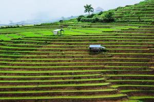 Viajar en temporada de lluvias paisaje de terrazas de arroz en Ban Papongpieng Chiang Mai de Tailandia foto