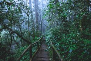 árboles y bosques en el rango bosque lluvioso musgo verde y puente de madera en el sendero natural angka en el parque nacional doi inthanon en tailandia.