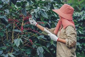 Female workers are writing a record of the growth of coffee trees.agriculture, coffee garden.