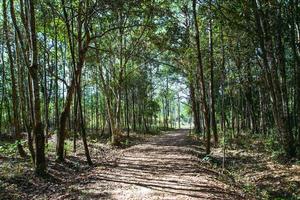 paisaje sendero natural en el bosque. educación de la naturaleza tailandia foto