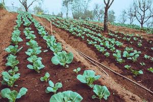 Purple Vegetable Cultivator Purple Cauliflower .On the mountain of the gardeners photo