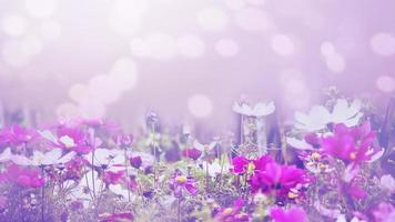 fondo naturaleza flor mexicano aster rosa. desenfoque de flor de fondo. flor de papel tapiz, espacio para texto. cosmos de azufre. cosmos rosa. foto