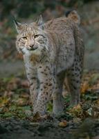Eurasian lynx in forest