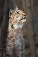 Eurasian lynx in forest photo