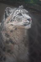 Snow leopard Irbis photo