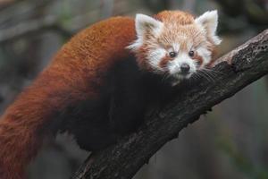 Red panda on branch photo