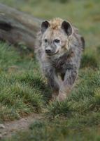 Portrait of Spotted hyena photo