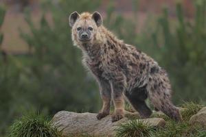 Portrait of Spotted hyena photo