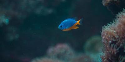 peces de acuario azul y amarillo foto