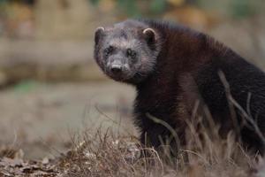 Wolverine in zoo photo