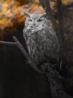 Great horned owl photo