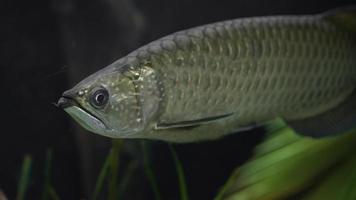 Asian arowana in aquarium photo