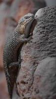 Stokes's skink on rock photo