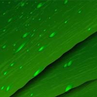Green leaves with drops vector