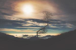 Small dry plant in silhouette in a sky over mountains photo