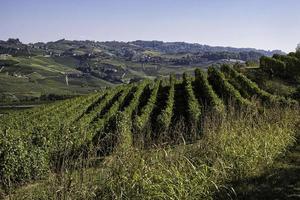 The vineyards in the Piedmontese Langhe in autumn at the time of the grape harvest photo