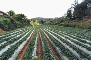 Granja de fresas al aire libre en una aldea rural foto