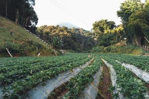 Granja de fresas al aire libre en una aldea rural foto