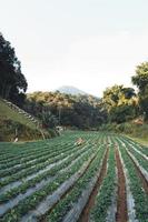 Granja de fresas al aire libre en una aldea rural foto