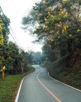 árboles y naturaleza por la mañana. foto