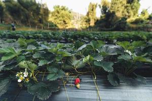 Granja de fresas al aire libre en una aldea rural foto