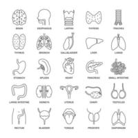 Human internal organs linear icons set. Respiratory, urinary, reproductive, digestive systems. Thin line contour symbols. Isolated vector outline illustrations