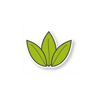 Green tea leaf patch. Loose tea leaves. Color sticker. Vector isolated illustration