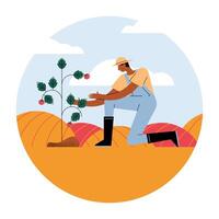 granjero con planta de tomates vector