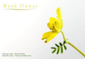 Yellow flower of small caltrops weed, isolated flower on white background photo