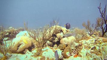 Exploration Underwater in San Andres Colombia video