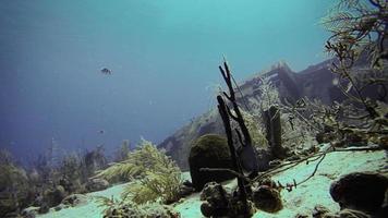 Erkundung unter Wasser in San Andrés Kolumbien video