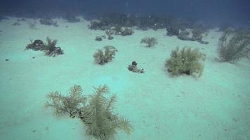 Erkundung unter Wasser in San Andrés Kolumbien video