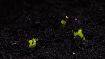 semi che crescono in aumento dal metraggio di lasso di tempo 4K del suolo. video