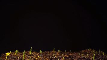 sementes de cultivo subindo de filmagens de 4K de lapso de tempo de solo.