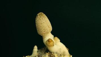 Growing mushrooms rising from soil time lapse 4k footage. video