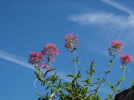 flor de valeriana rosa sobre cielo azul foto