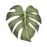 ilustración fresca de monstera vector