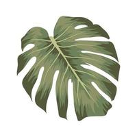 nice monstera design vector