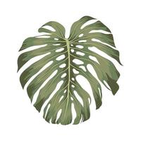 bonito icono de monstera vector