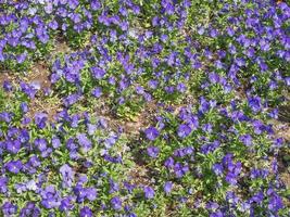flor violeta de viola foto
