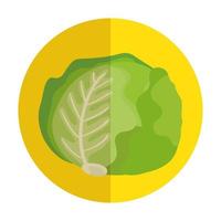 fresh lettuce vegetable in frame circular vector