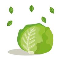 fresh lettuce vegetable with leafs vector