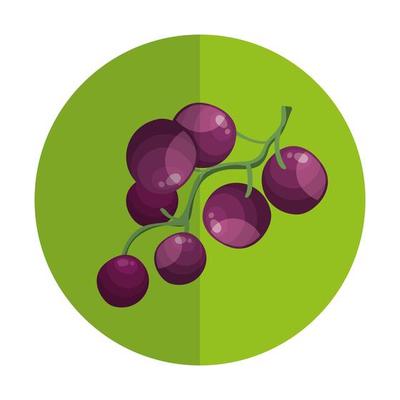 fresh grapes fruits in frame circular