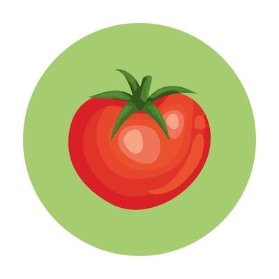 fresh tomato vegetable in frame circular