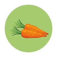 fresh carrots vegetables in frame circular vector